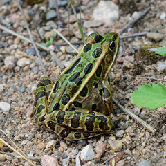 Fototapeta premium Closeup view of Northern leopard frog (Lithobates pipiens)