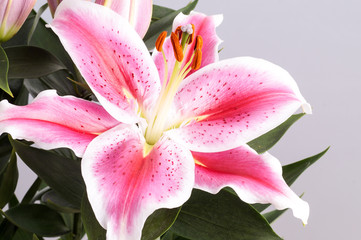 Fototapeta na wymiar Pink Lily flower