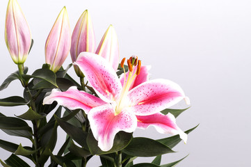 Pink Lily flower