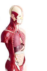 Human anatomy model used in Health care