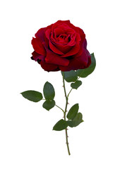 Dark red  rose
