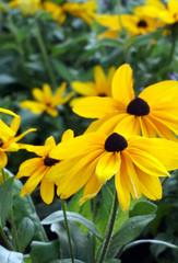 Summer yellow flower