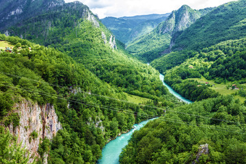 Mountain river Tara and forest in Montenegro