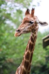 giraffe