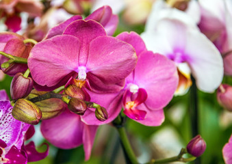 Fototapeta na wymiar Orhid pink flowers in florist shop