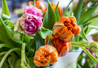 Fototapeta na wymiar Dutch tulips in florist shop