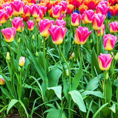 Pink tulips in garden Keukenhof, Holland