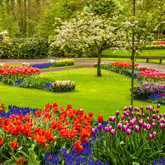 Park Keukenhof - tulip flower garden, Holland