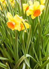 Obraz premium narcissus flowers garden