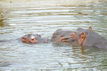 Fototapeta premium Two hippo's in the water
