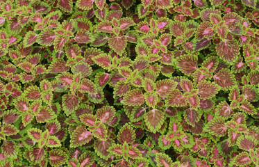 coleus