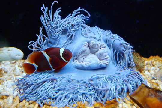 A False clownfish (Amphiprion ocellaris) is found in its host, a Magnificent anemone (Heteractis magnifica).