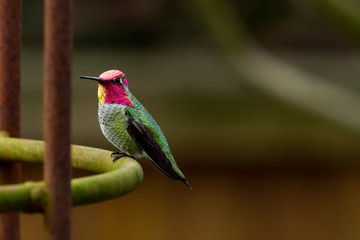 Anna's Hummingbird perched on garden trellis