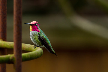 Anna's Hummingbird perched on garden trellis