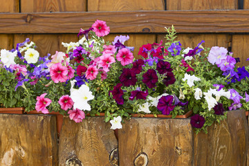 Fototapeta na wymiar multicolored petunias in wooden box