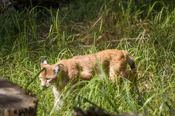 Lynx Boréal