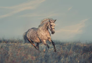 Fotobehang paard © ashva