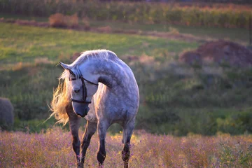 Deurstickers horse © ashva