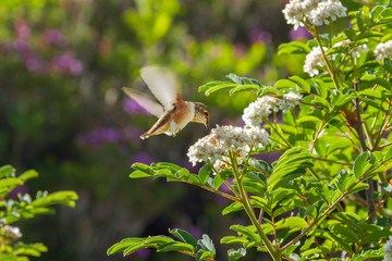 Hummingbird enjoys shrub flower nectar
