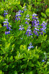 Tiny purple flowers adorn mountainside