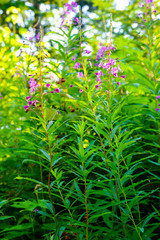 Splash Of Magenta Wildflowers