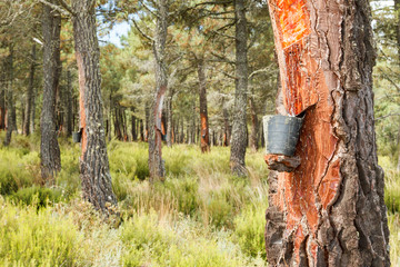 Aprovechamiento de resina. Pino negral. Pinus pinaster. Pinares de Tabuyo del Monte, León.   © LFRabanedo