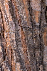 Tree bark