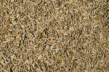 Cumin Seeds