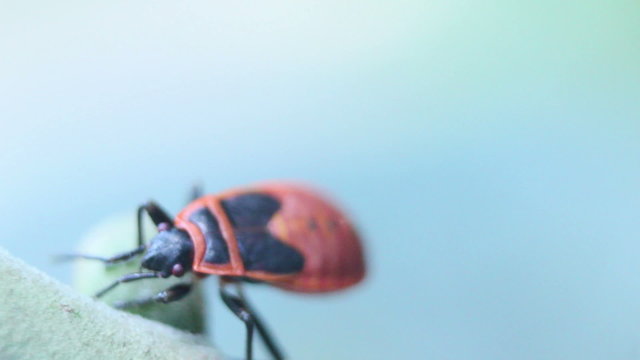apterus on leaf macro closeup