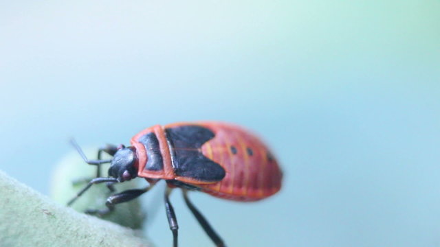 apterus on leaf macro closeup
