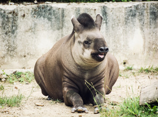 South American tapir (Tapirus terrestris) - obrazy, fototapety, plakaty