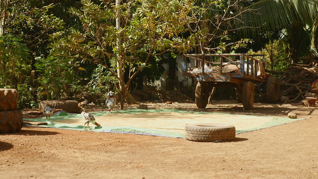 Poultry pecking for rice seeds laid on a ground tarp next to a cart	