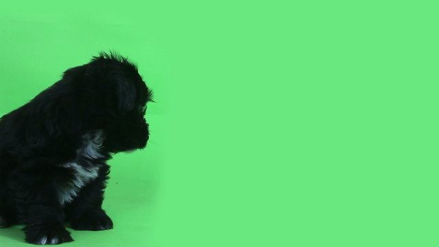 young cute dog green screen