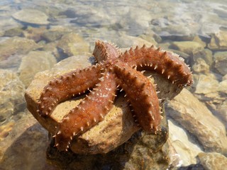 Starfish on rock © majo1122331