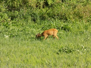 Doe grazing on a meadow