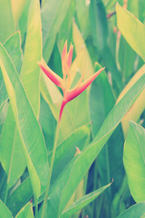 Heliconia flower or Heliconia spp.with blurred vintage tone background, with vignetted corners