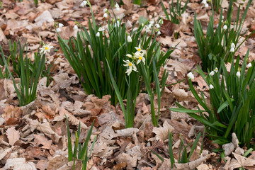 Fototapeta premium Clumps of daffodils and snowdrops in spring forest