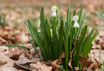 Galanthus in spring forest