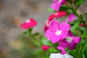 Catharanthus roseus