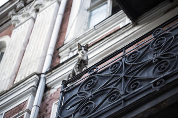 Kedi