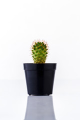 Cactus in black pot