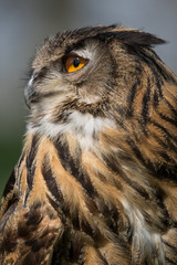 Eagle owl headshot