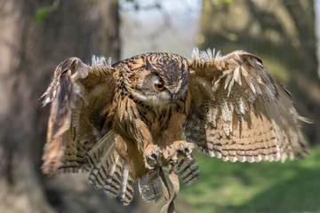 Peel and stick wallpaper Owl Eagle owl in flight