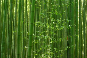 Obraz premium 緑の笹の葉