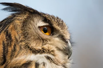 Store enrouleur occultant sans perçage Hibou Eagle owl profile headshot