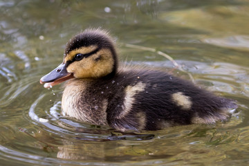 Duckling