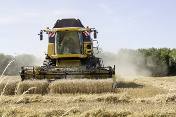 Fototapeta premium Moisson 05