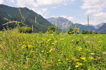 Kräuter und Blumen vor Bergkulisse in Tirol