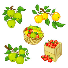 Vintage colorful apple harvest set. Fully editable EPS10 vector.