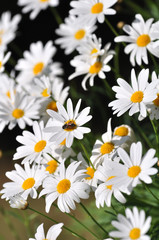 White daisy and bee at Doi Inthanon National Park, Chiang mai, Thailand